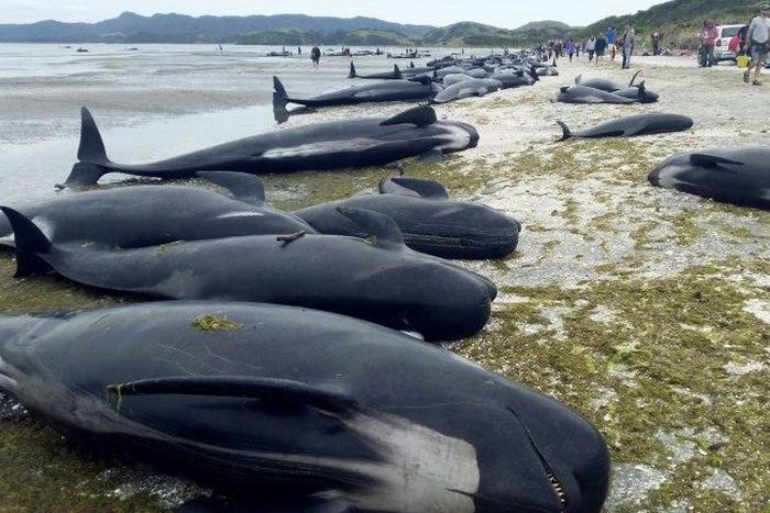 An estimated 666 pilot whales were stranded in two pods at Farewell Spit, on the northern tip of New Zealand's South Island