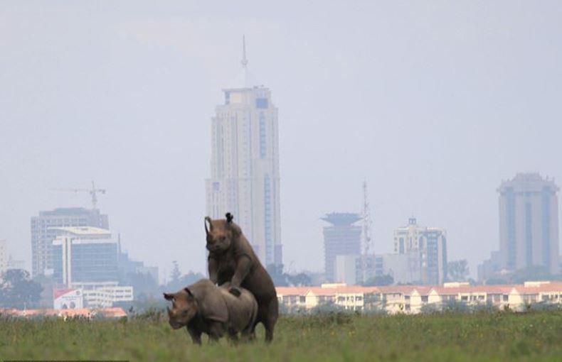 Why Kenyans are calling Ezekiel Mutua to check out Viral KWS Photo