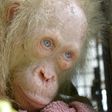 Albino orangutans are rare on Borneo island, where most have reddish-brown hair