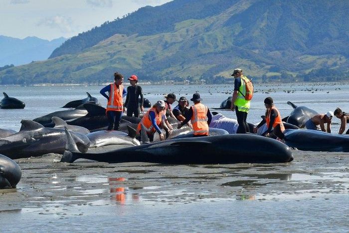 Volunteers pour water on pilot whales during a mass stranding at Farewell Spit, on February 11, 2017
