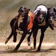 More than 20 dog tracks have been dotted around London since modern greyhound racing was introduced to Britain in the 1920s