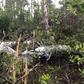 The light aircraft which crashed in Makutano forest in Londiani