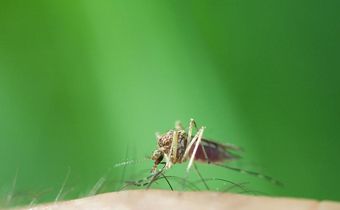 12 Genius Ways To Relieve Bug Bites