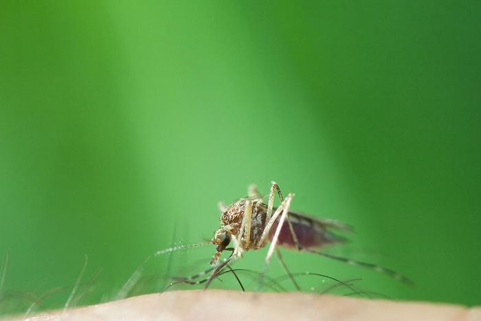 12 Genius Ways To Relieve Bug Bites