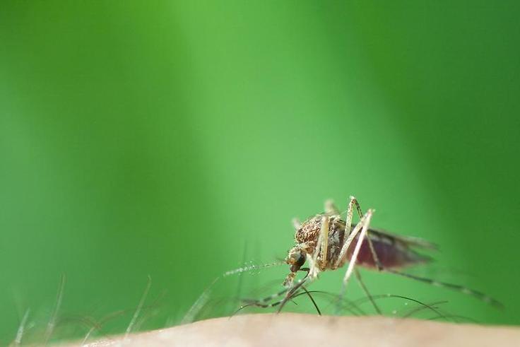 12 Genius Ways To Relieve Bug Bites