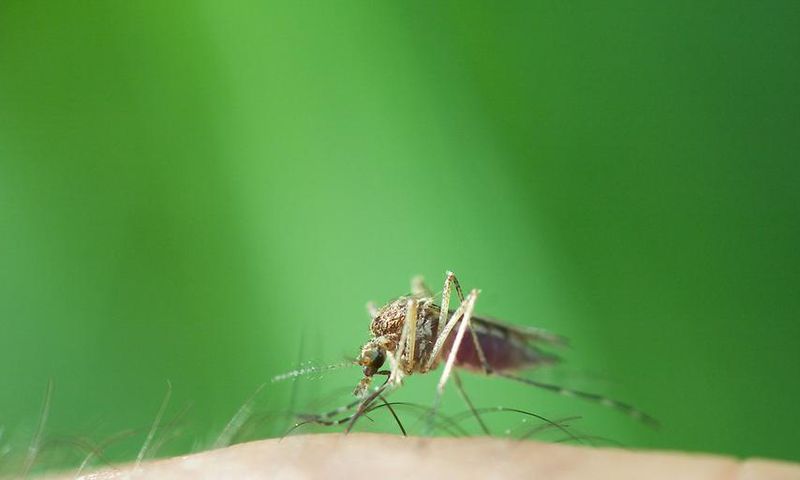 12 Genius Ways To Relieve Bug Bites