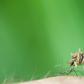 12 Genius Ways To Relieve Bug Bites