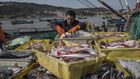 The World Is Losing Fish to Eat as Oceans Warm, Study Finds