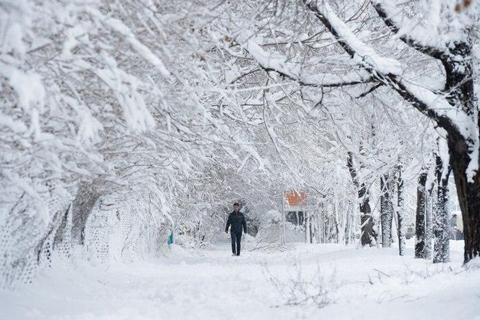 An Afghan man walks along a path under snow-laden trees.