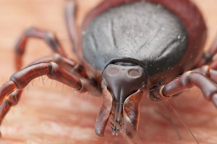 Here's How to Spot Ticks
