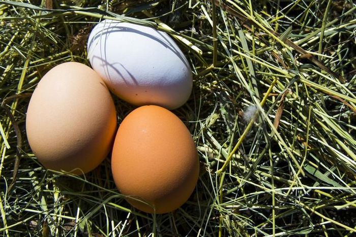 See Dr. Pimple Popper Remove 2 Pilar Cysts