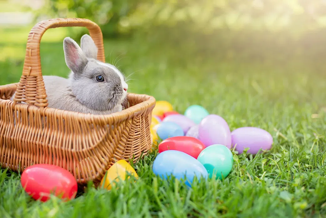 Easter Bunny