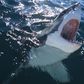 The 8 Best Shark Movies to Watch if You Can’t Wait for Shark Week