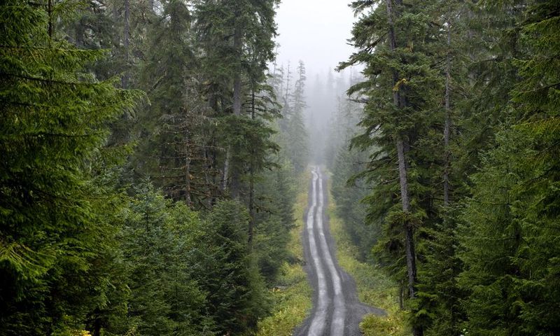 Forest Service Backs an End to Limits on Roads in Alaska's Tongass Forest