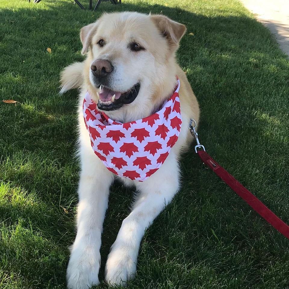 This Very Good Boy Just Lost 100 Pounds