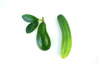 types of penises- uncircumcised cucumber