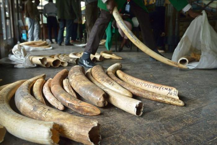 The CITES conference aims to tighten rules on trade in elephant ivory and other endangered animal and plant species