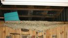 Officials Warn of Wasp 'Super Nests' in Alabama