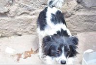One of the dogs the chief allegedly stole