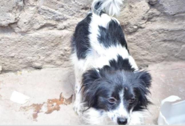 One of the dogs the chief allegedly stole
