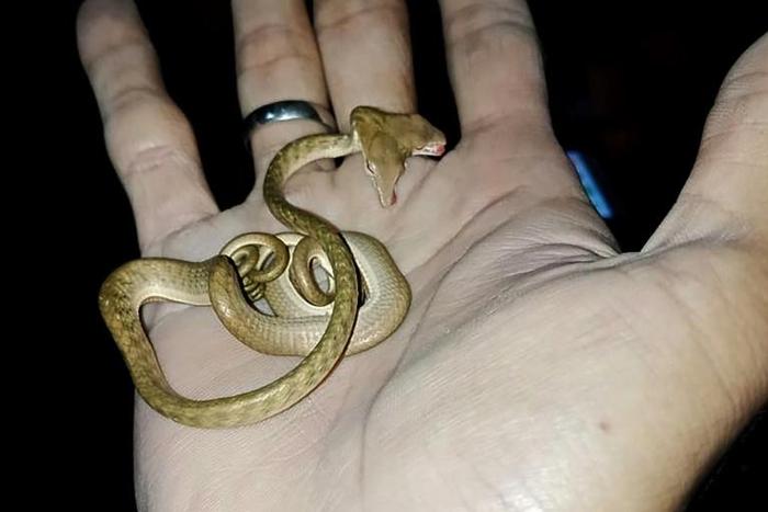 A tiny two-headed snake was found in a village in the Indonesian island of Bali