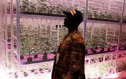 Marijuana legalization isn't dead yet in New York
