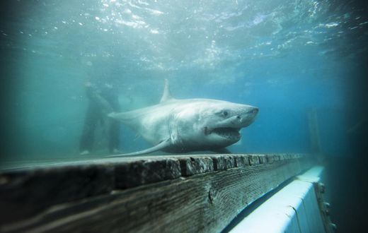 A Great White Shark Was in the Long Island Sound! (Or Maybe Not.)