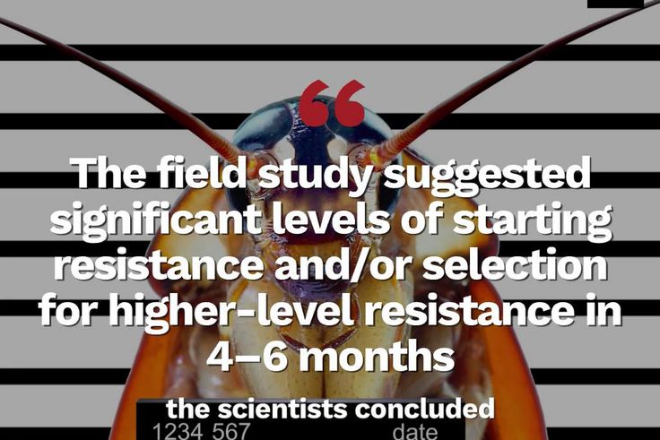 This is Why Cockroaches are Becoming Almost Impossible to Kill