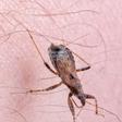These Bugs Spread Disease by Pooping on You