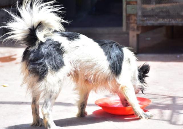One of the dogs the chief allegedly stolen