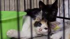 'The Cat Rescuers' review: A portrait of New York's street cats and their loyal humans