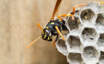 Wasps Passed This Logic Test. Can You?