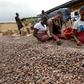 Cocoa accounts for 40 percent of Ivory Coast's exports but the country is losing out on value added by the processing and distribution sectors, the World Bank says
