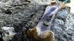 Scientists say the femur might have belonged to a gigantic sauropod