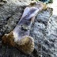 Scientists say the femur might have belonged to a gigantic sauropod