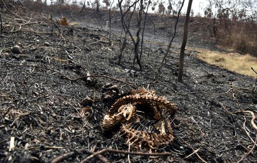 This snake could not escape the flames of a fire in the Otuquis National Park in eastern Bolivia