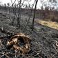 This snake could not escape the flames of a fire in the Otuquis National Park in eastern Bolivia