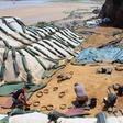 Scientists have reported the discovery of 257 footprints along the Normandy shore in France that were immaculately preserved over 80,000 years, offering major new clues into the social structures of its pre-historic inhabitants