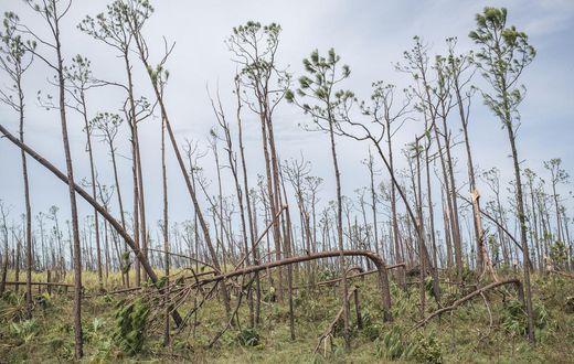 Hurricanes May Kill Some Birds, but Humans Are the Real Threat