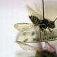 Insects, which comprise two thirds of all terrestrial species, have been dying off at alarming rates, with disastrous impacts on food chains and habitats, amateur German researchers have found