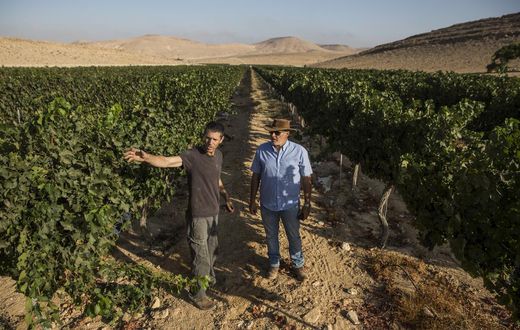 The Future of Wine: Very, Very Dry