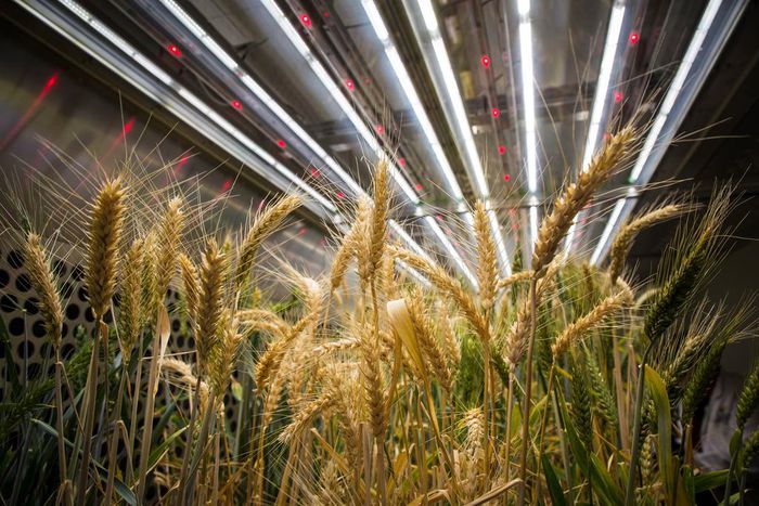 On a Dry Continent, Giving Plants a Boost