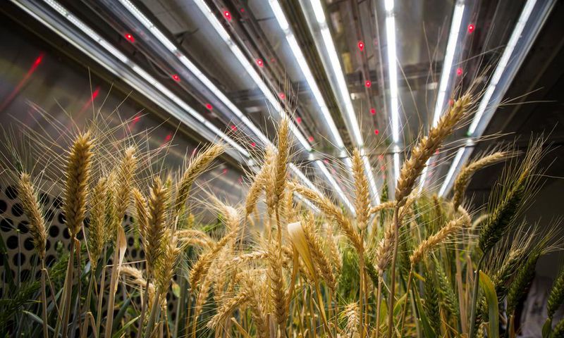 On a Dry Continent, Giving Plants a Boost