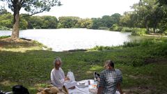 Toxic Algae, Potentially Fatal for Dogs, Blooms in Water of 3 New York City Parks