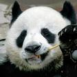 Chiang Mai zoo director Wutthichai Muangmun said that before his death, Chuang Chuang was doing what he liked best -- eating bamboo