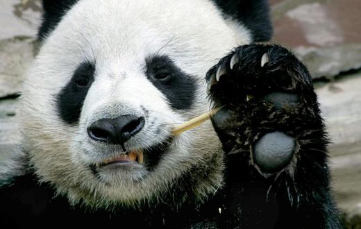 Chiang Mai zoo director Wutthichai Muangmun said that before his death, Chuang Chuang was doing what he liked best -- eating bamboo
