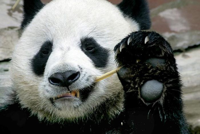 Chiang Mai zoo director Wutthichai Muangmun said that before his death, Chuang Chuang was doing what he liked best -- eating bamboo