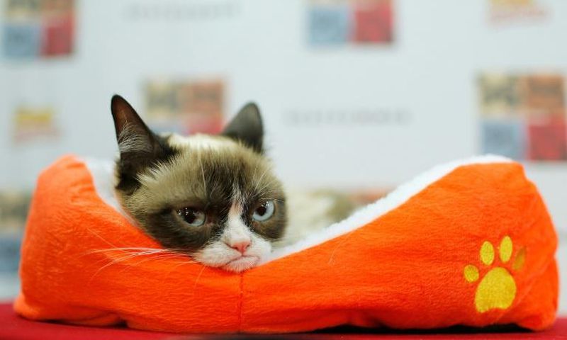 Grumpy Cat, whose real name is Tardar Sauce, found fame when a photo of her as a kitten was posted on Reddit in September 2012
