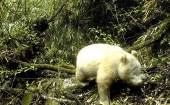 White Panda Is Spotted in China for the First Time