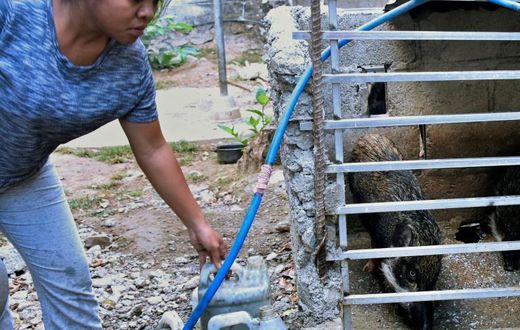 The tiny half-island nation of East Timor has said some 400 pigs died over the past two weeks